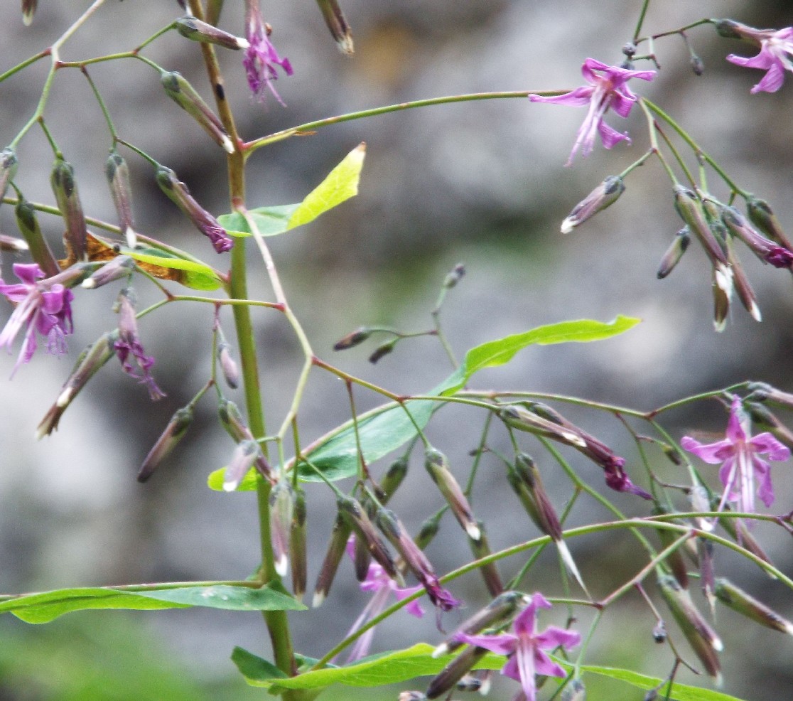 Prenanthes purpurea